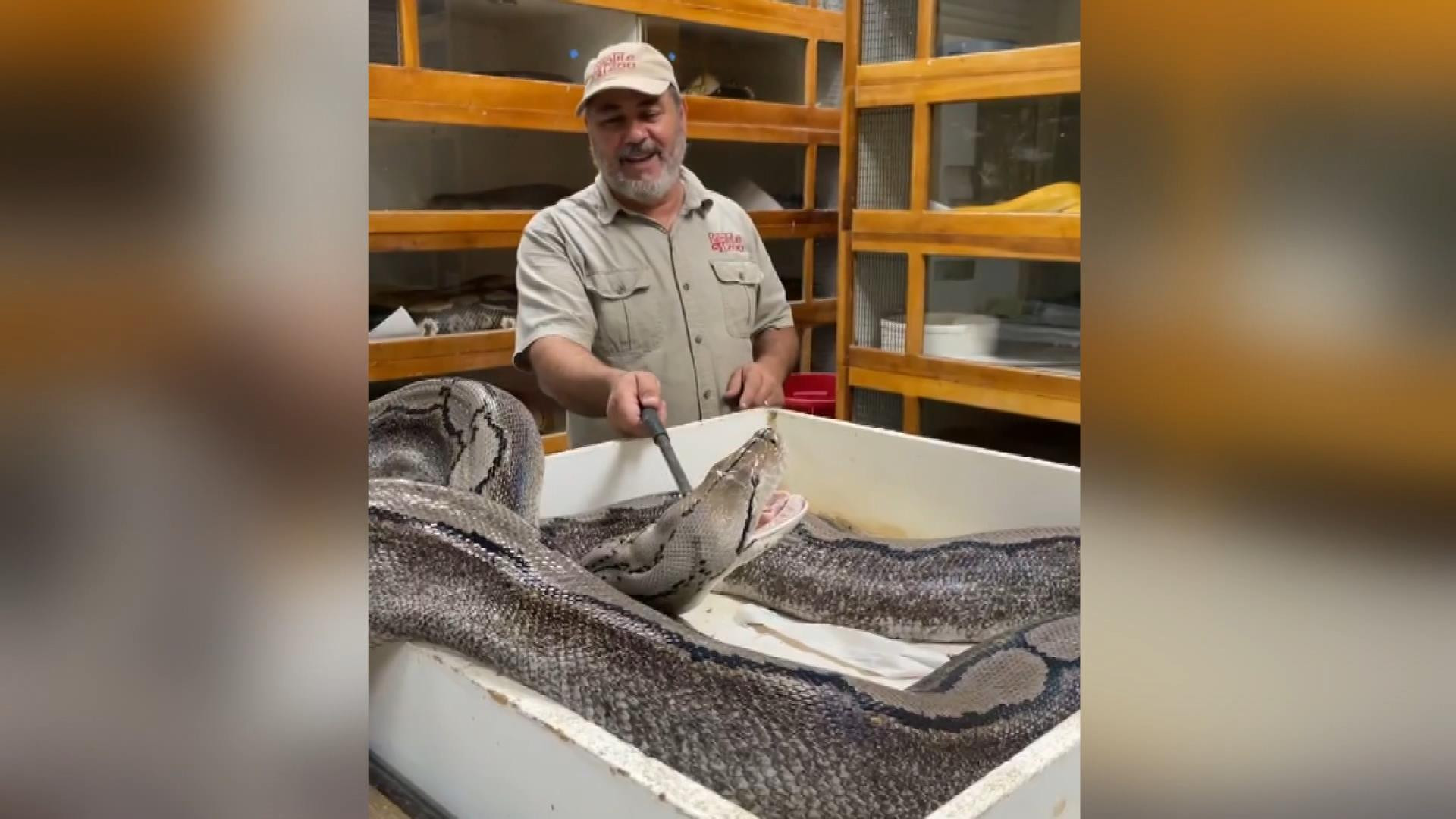 ABD'de yumurtaları alınan yılan aniden saldırdı. Hatası arkasını dönmek oldu - Resim : 2