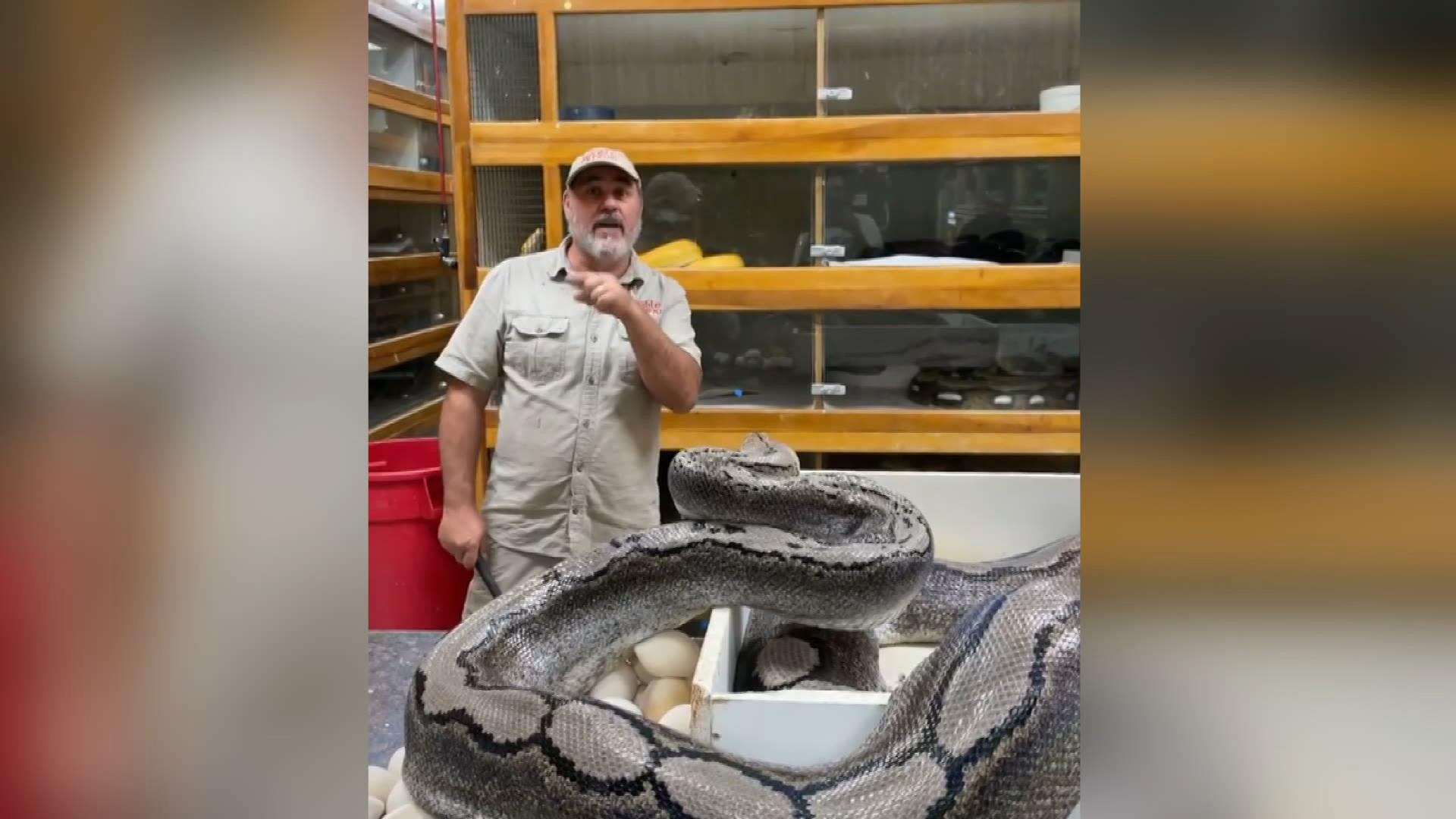 ABD'de yumurtaları alınan yılan aniden saldırdı. Hatası arkasını dönmek oldu - Resim : 4