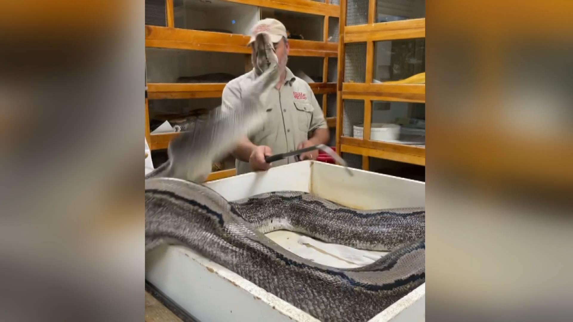 ABD'de yumurtaları alınan yılan aniden saldırdı. Hatası arkasını dönmek oldu - Resim : 5