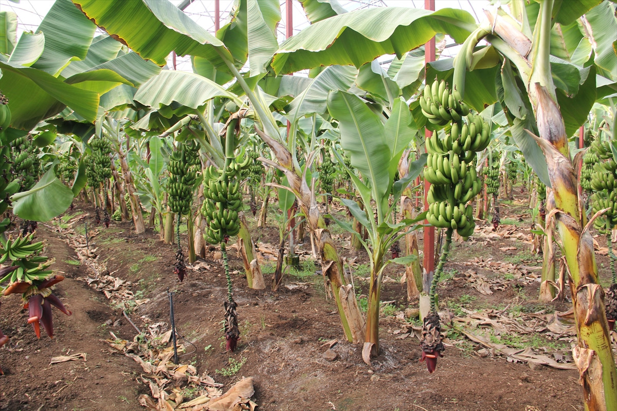 Hatay'da muzlar toplanmaya başladı - Resim : 1