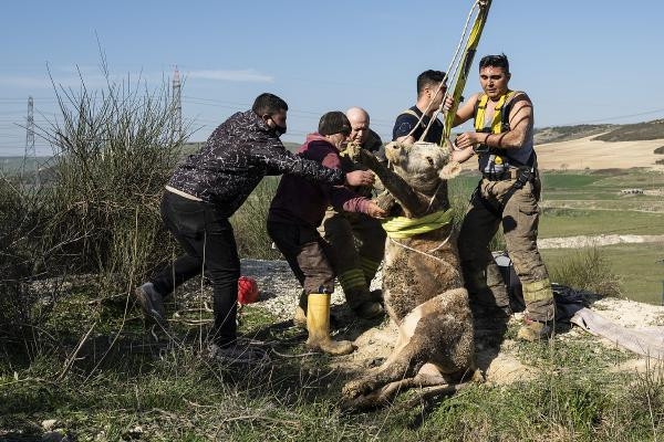 Define avcılarının açtığı kuyu ineği yuttu - Resim : 1