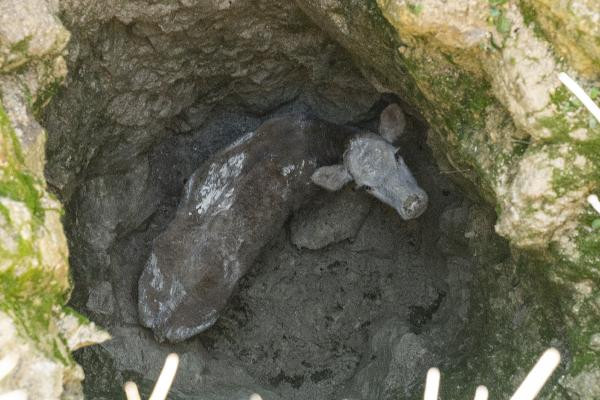 Define avcılarının açtığı kuyu ineği yuttu - Resim : 4