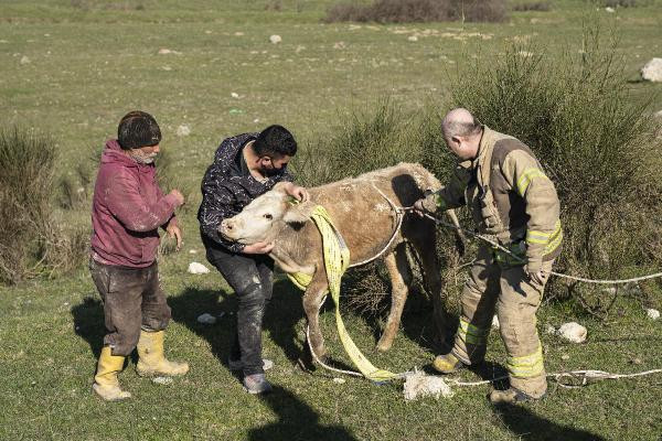 Define avcılarının açtığı kuyu ineği yuttu - Resim : 6
