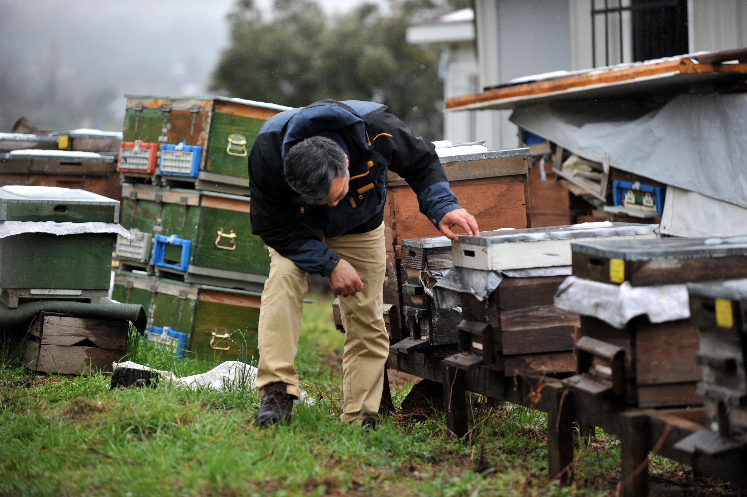 Fiyatlar artacak. Yüzde 70’i öldü - Resim : 3