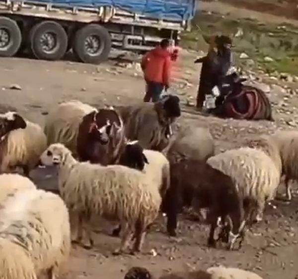 Hayvana şiddete bin 33 lira ceza - Resim : 1