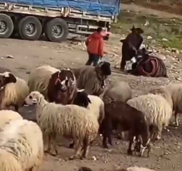 Hayvana şiddete bin 33 lira ceza - Resim : 2