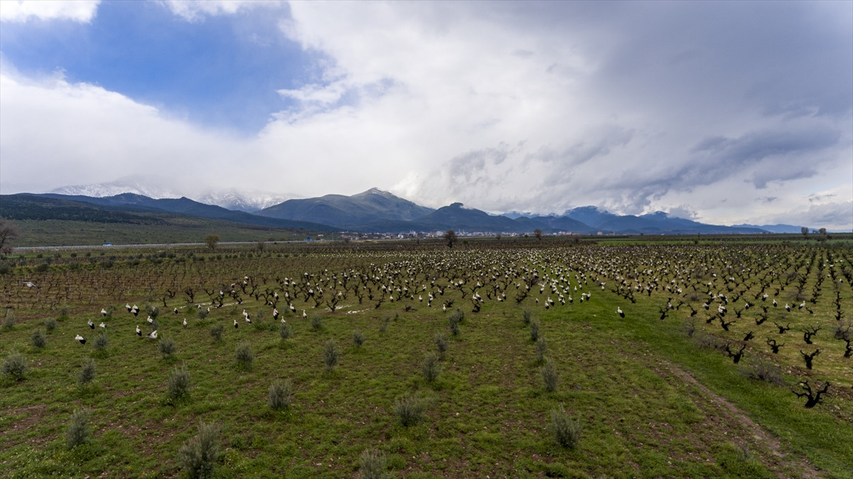 Baharın müjdecisi leylekler lebaleb kongre yaptılar - Resim : 1
