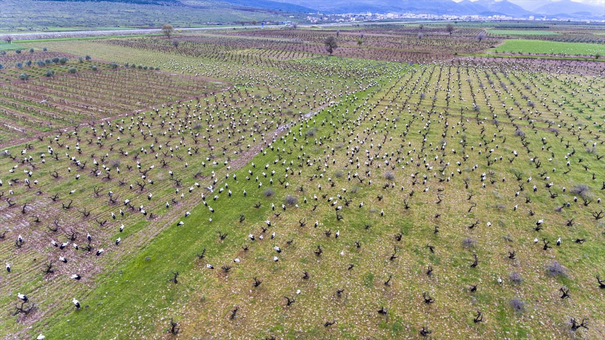 Baharın müjdecisi leylekler lebaleb kongre yaptılar - Resim : 2