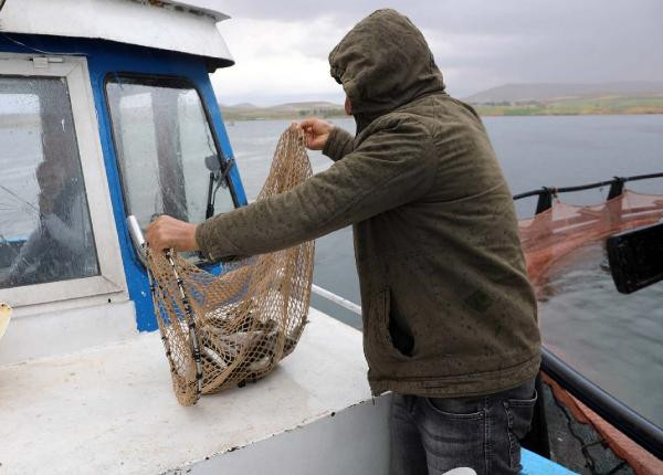 Fırat Nehri'nin somon balıkları 54 ülkeye ihraç ediliyor - Resim : 2