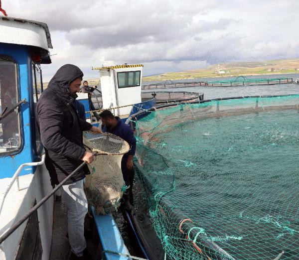 Fırat Nehri'nin somon balıkları 54 ülkeye ihraç ediliyor - Resim : 5