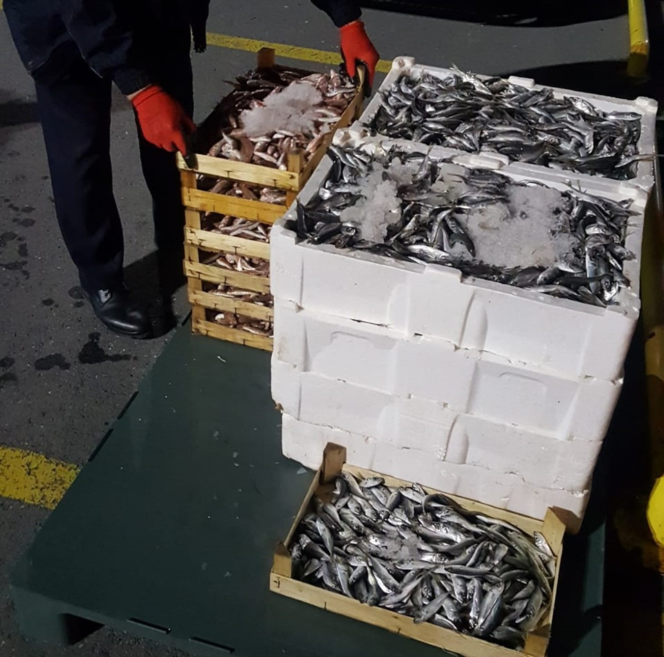 8 tane camgöz köpek balığına el konuldu - Resim : 1