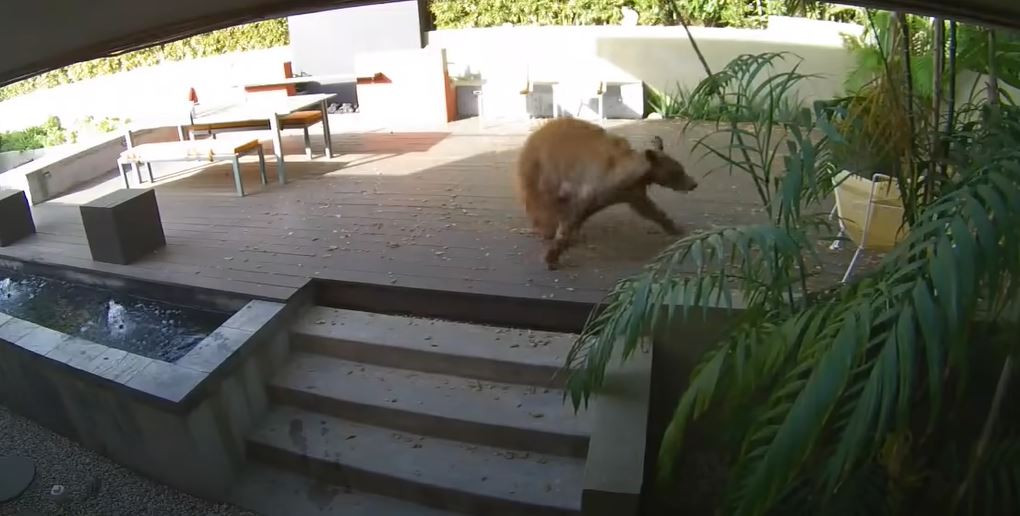 Aç kalan ayı eve girdi. Göz göze gelince arkasına bile bakmadan kaçtı - Resim : 3