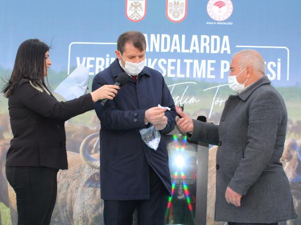 Sivas'ta 50 damızlık manda kurayla verildi - Resim : 1