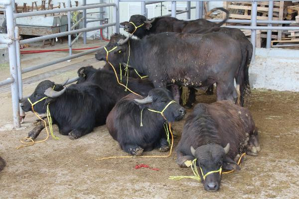 Sivas'ta 50 damızlık manda kurayla verildi - Resim : 2