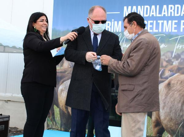 Sivas'ta 50 damızlık manda kurayla verildi - Resim : 3