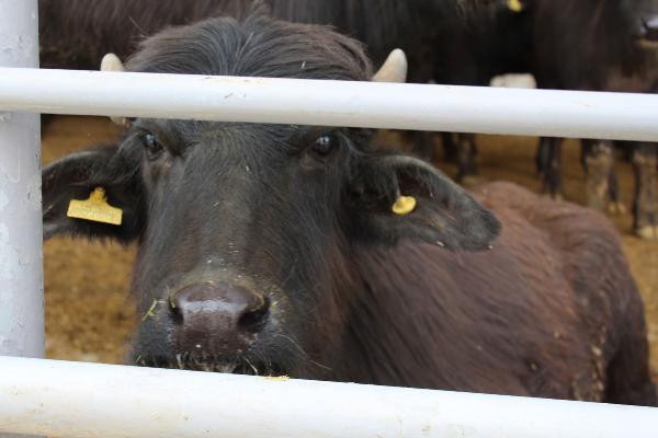 Sivas'ta 50 damızlık manda kurayla verildi - Resim : 4