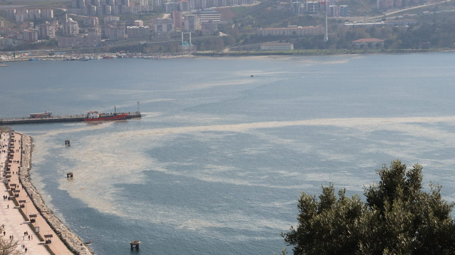 Gemlik Sahili, plankton patlaması ile bembeyaz oldu. Görenler şaşkına döndü - Resim : 2