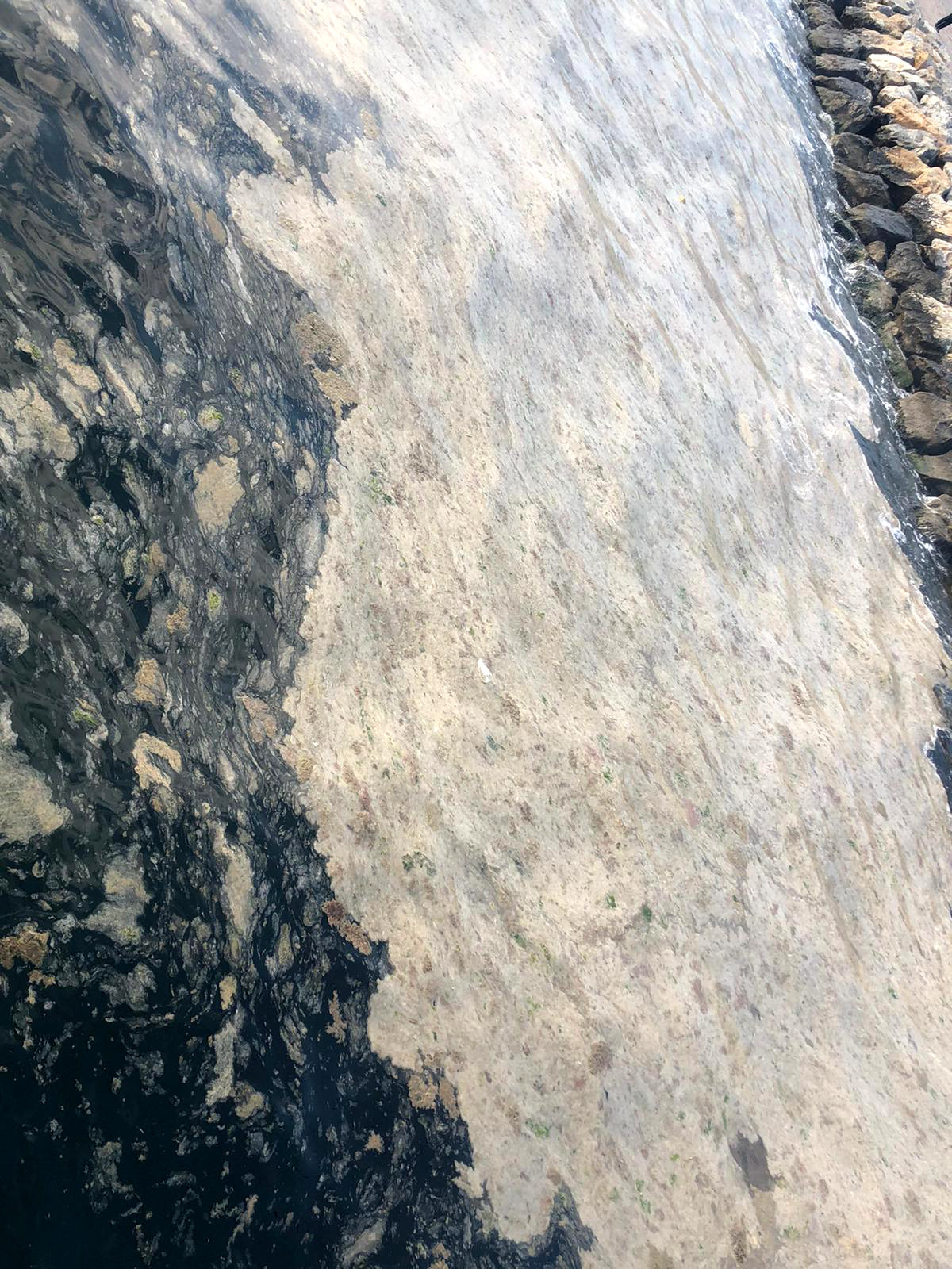 Gemlik Sahili, plankton patlaması ile bembeyaz oldu. Görenler şaşkına döndü - Resim : 3