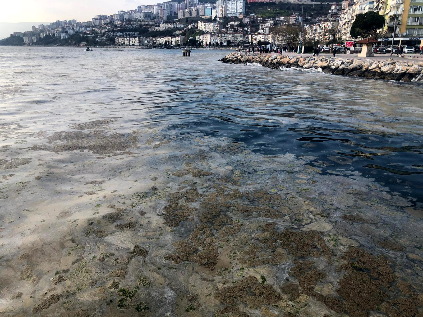 Gemlik Sahili, plankton patlaması ile bembeyaz oldu. Görenler şaşkına döndü - Resim : 5