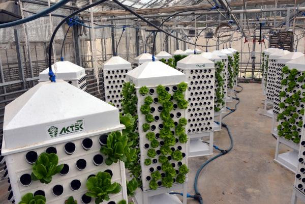 Topraksız tarım ve dikey sistemle 13 kat daha fazla bitki - Resim : 2