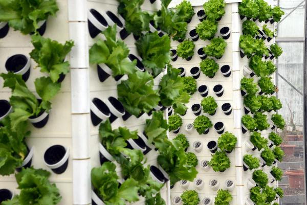 Topraksız tarım ve dikey sistemle 13 kat daha fazla bitki - Resim : 3