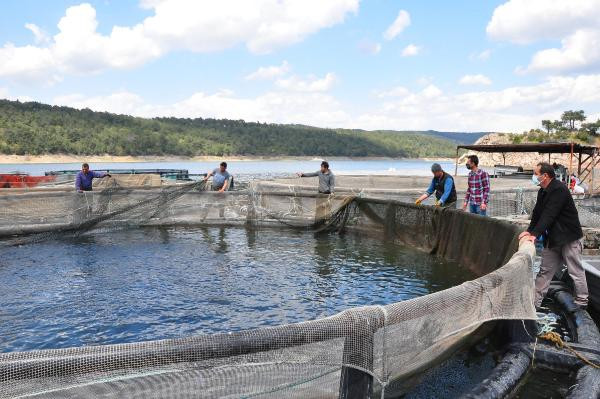 Manisa'nın baraj göletlerinden dünyaya balık ihracatı - Resim : 2