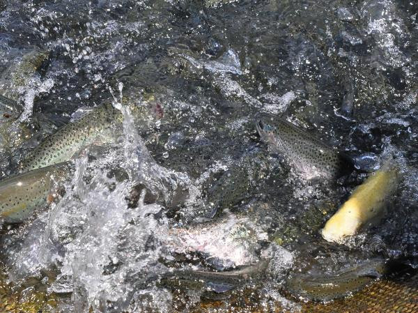 Manisa'nın baraj göletlerinden dünyaya balık ihracatı - Resim : 4