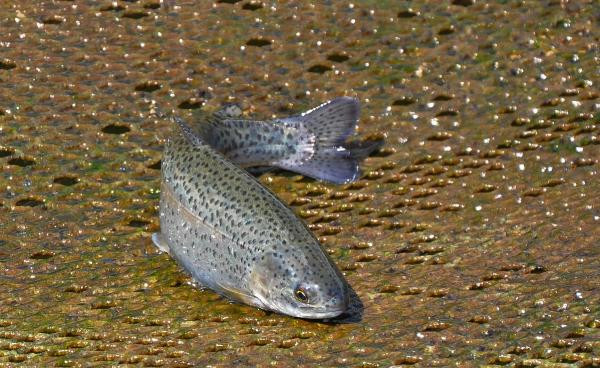 Manisa'nın baraj göletlerinden dünyaya balık ihracatı - Resim : 5