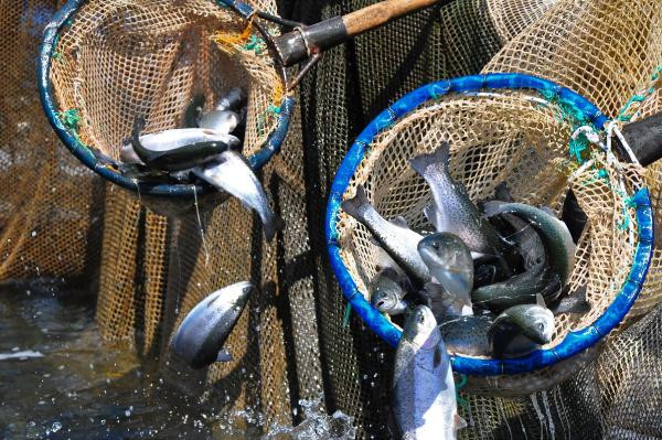 Manisa'nın baraj göletlerinden dünyaya balık ihracatı - Resim : 7