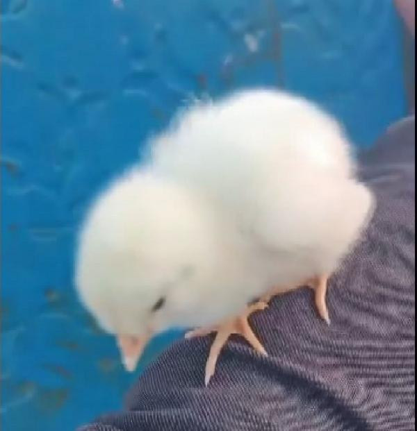 Civciv kalp masajıyla hayata döndü - Resim : 3