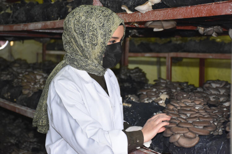 Köylüler yosunların arasından topluyor. Kilosu 2000 liradan satılıyor - Resim : 9