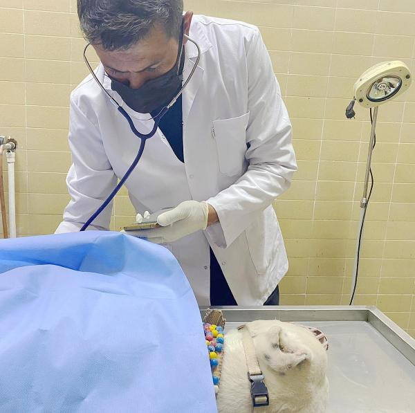 Pitbullu bıçaklayıp sahibini dövdüler. Polis saldırganları arıyor - Resim : 3