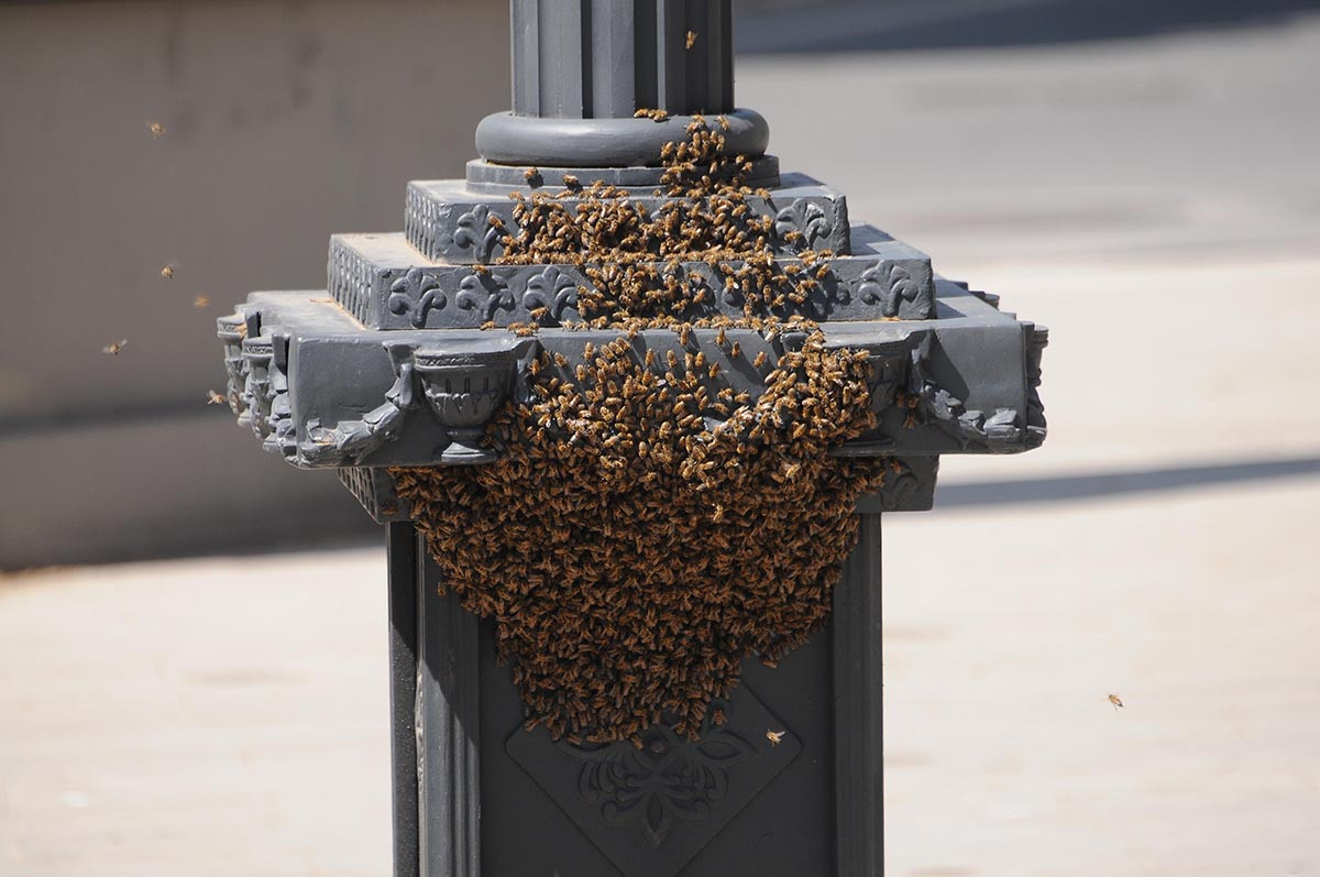 Saat kulesini istila eden arılar görenleri tedirgin etti - Resim : 11