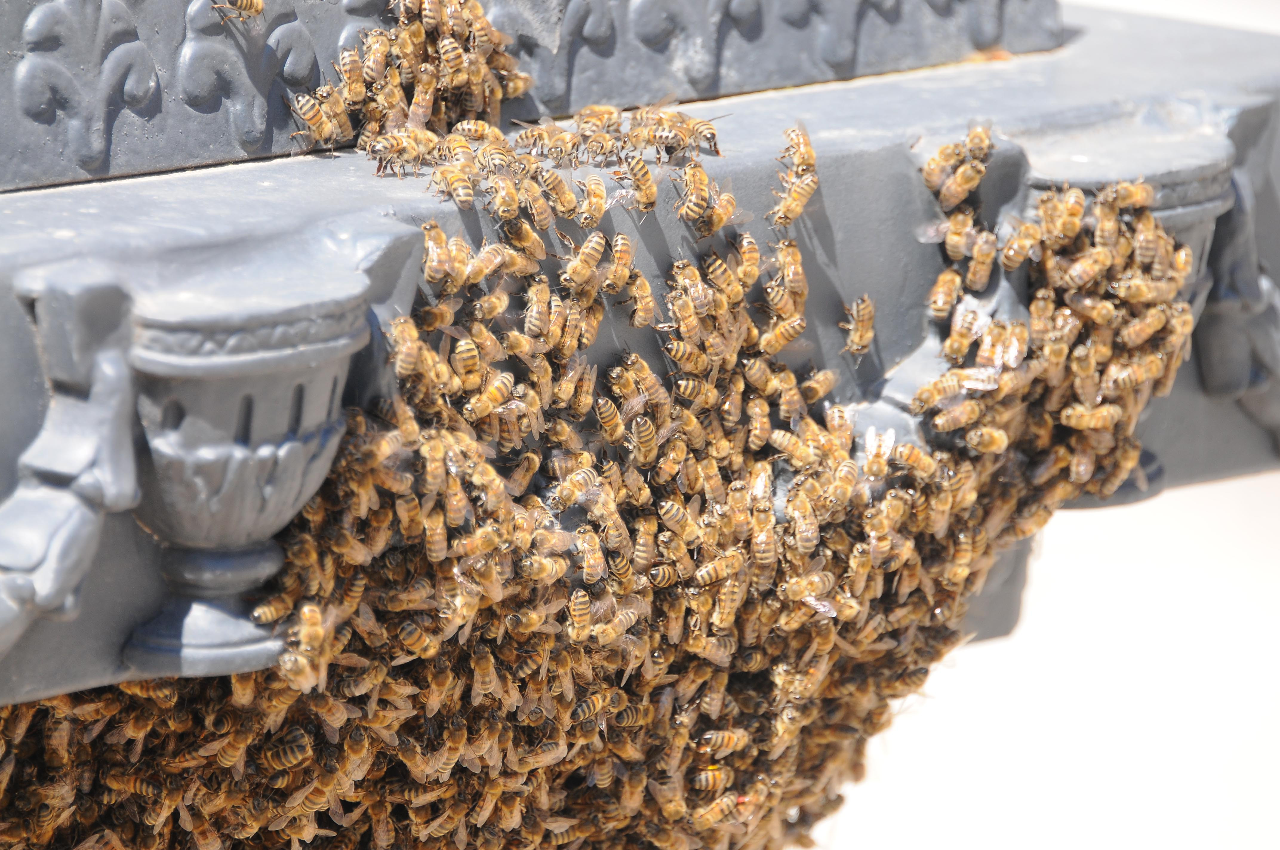 Saat kulesini istila eden arılar görenleri tedirgin etti - Resim : 9