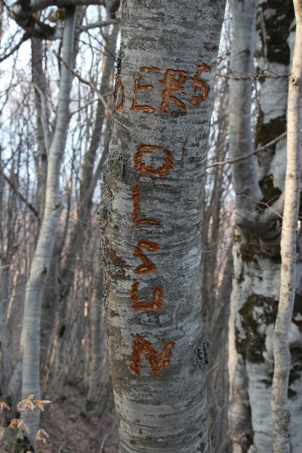 Köy suyunda büyük skandal. Ağacın gövdesine not kazıdılar - Resim : 1
