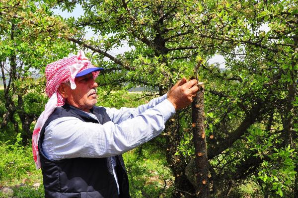 Dağ tepe dolaşıp ağaçları aşılıyor - Resim : 1