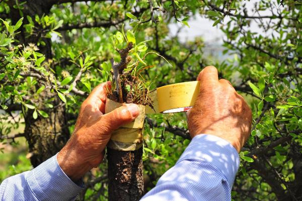 Dağ tepe dolaşıp ağaçları aşılıyor - Resim : 4