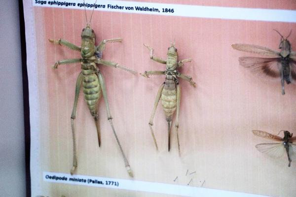 Büyük tehlike sınırımıza dayandı. Her şeye saldırıp yok ediyor - Resim : 3