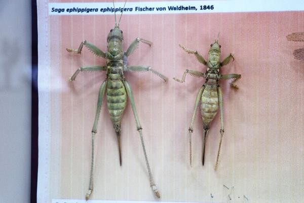 Büyük tehlike sınırımıza dayandı. Her şeye saldırıp yok ediyor - Resim : 5