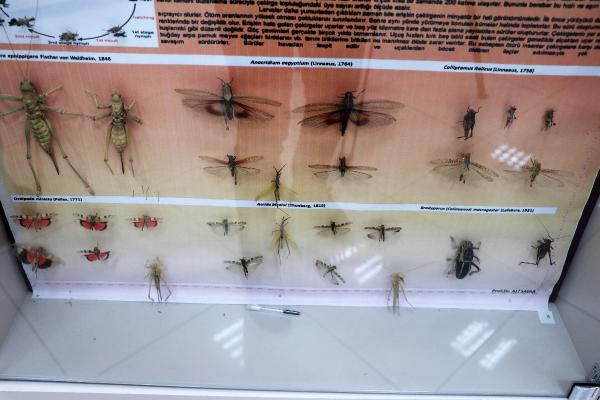 Büyük tehlike sınırımıza dayandı. Her şeye saldırıp yok ediyor - Resim : 6