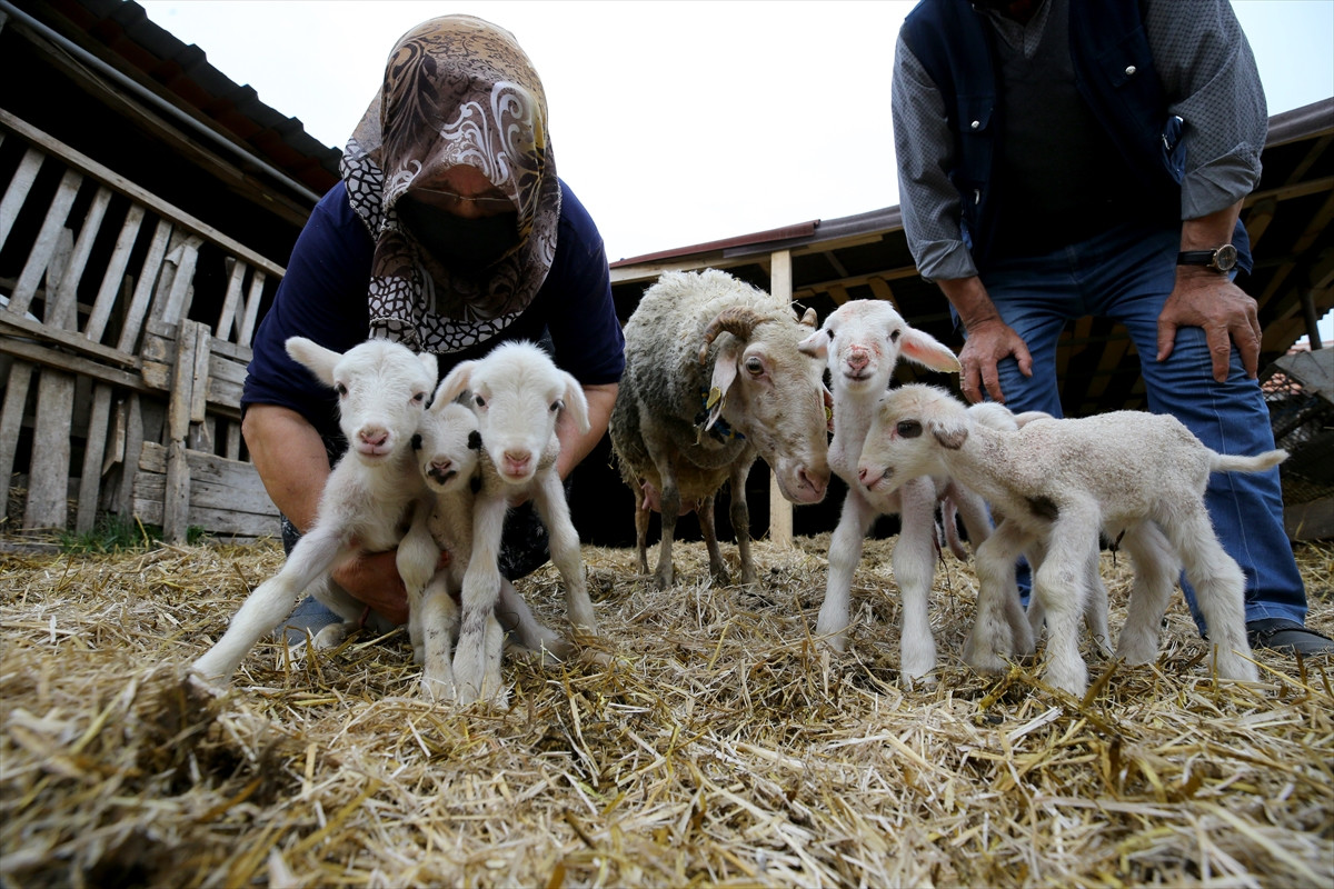 Babaeski'de doğan 6 kuzu ilgi odağı oldu - Resim : 3