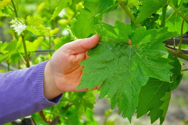 Üzümden sonra Manisa yaprağı ihracatı - Resim : 6