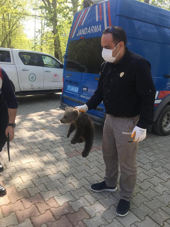 Ormanda bulunan yavru ayı koruma altında - Resim : 3