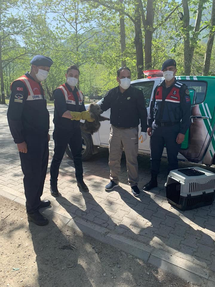 Ormanda bulunan yavru ayı koruma altında - Resim : 2