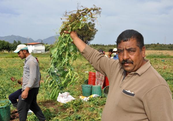 Tarım işçilerinin erkenci bezelye mesaisi - Resim : 2