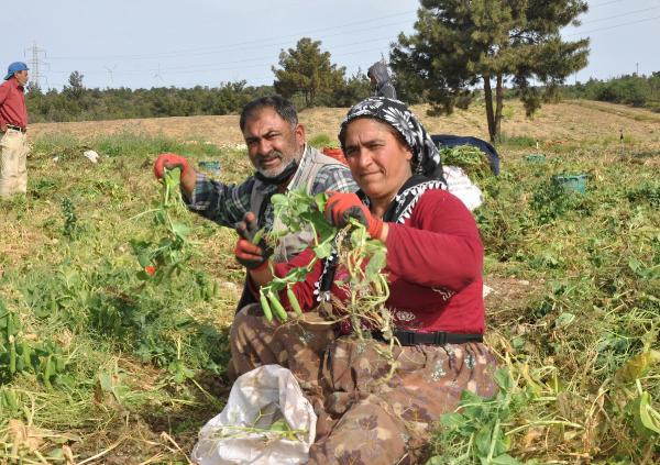 Tarım işçilerinin erkenci bezelye mesaisi - Resim : 5