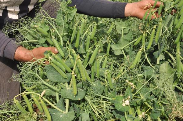 Tarım işçilerinin erkenci bezelye mesaisi - Resim : 6