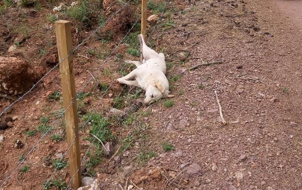 5 sokak köpeği zehirlenerek öldürüldü - Resim : 3