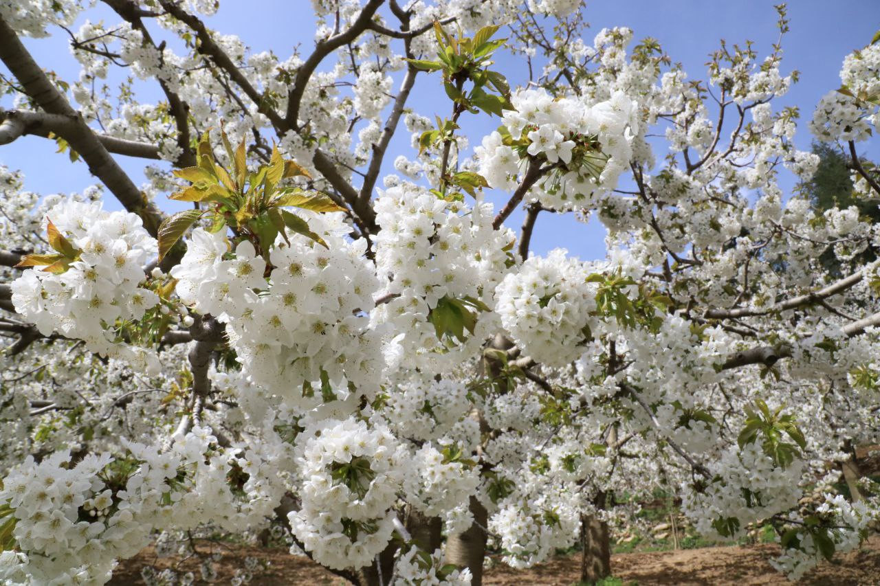 Andırın’da bembeyaz çiçekler bahar kokusu estirdi - Resim : 1