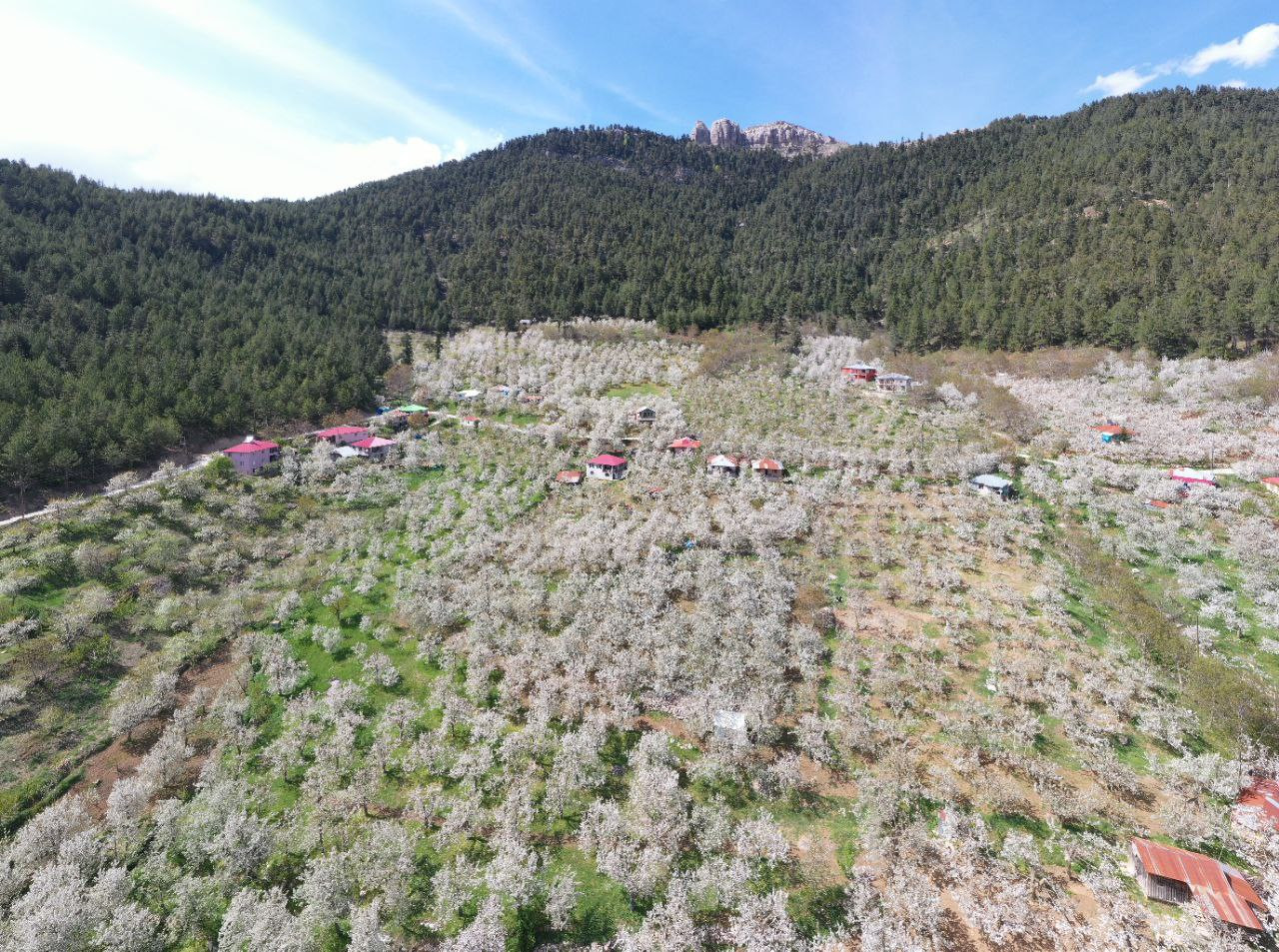 Andırın’da bembeyaz çiçekler bahar kokusu estirdi - Resim : 4